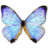 Morpho Sulkowski Pearl Morpho Icon